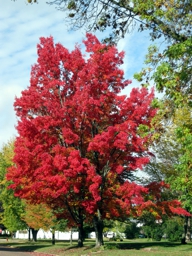 The Peak Season Blazing Red Maple in Augusta Wisconsin
